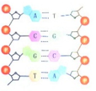 DNA上的鹼基互補配對