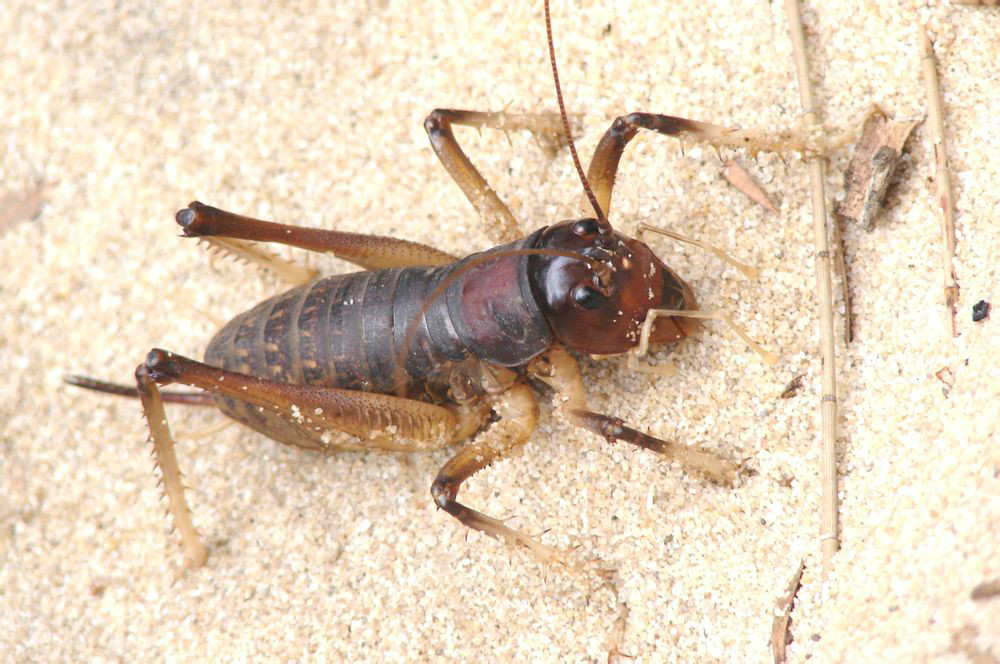 Anostostoma australasiae