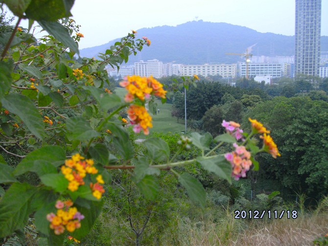 馬櫻丹（又名大紅繡球、五色梅）