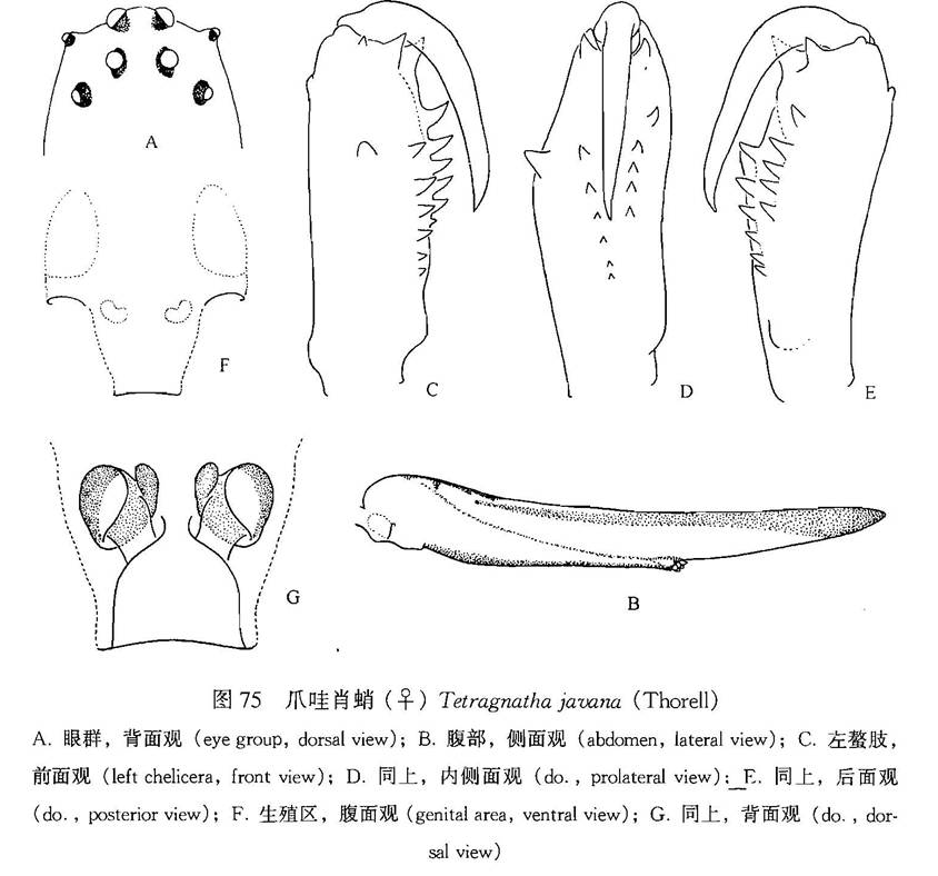 爪哇肖蛸：