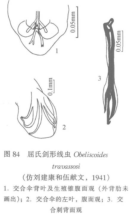 屈氏劍形線蟲