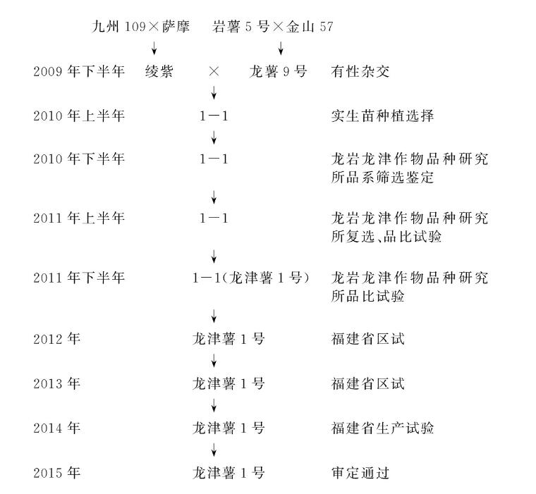 龍津薯1號