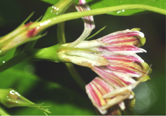 羊角紐花(中藥)