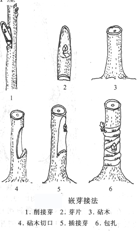 丁字形芽接