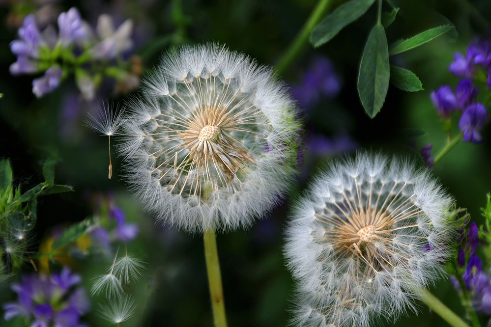 小花蒲公英