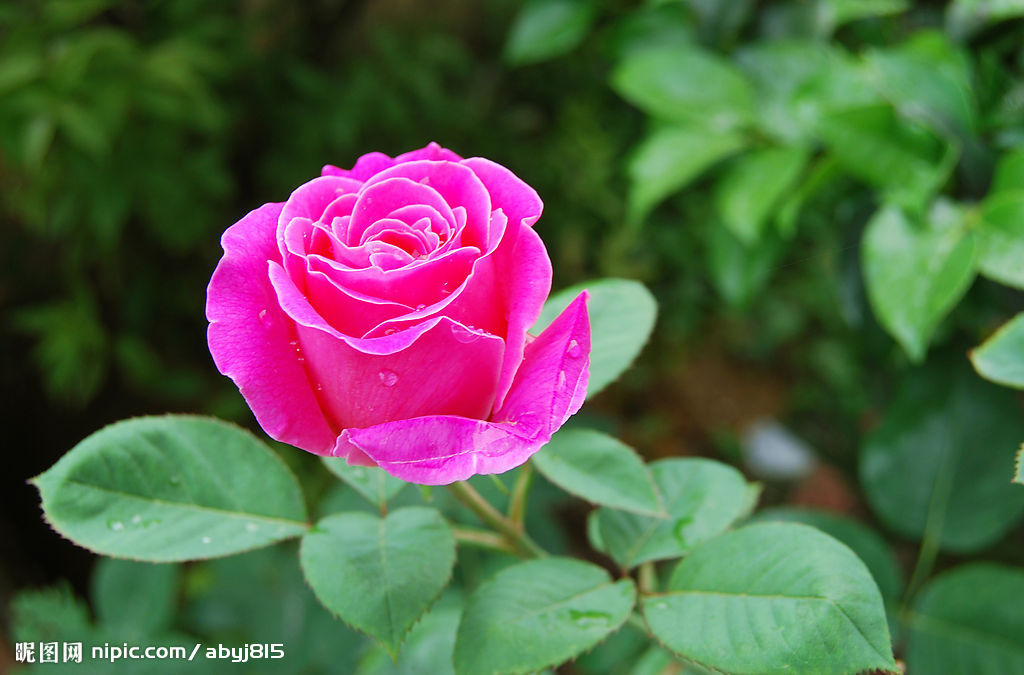 碧玉(薔薇屬月季栽培品種)