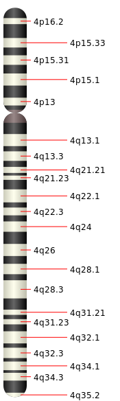 4號染色體物理圖譜