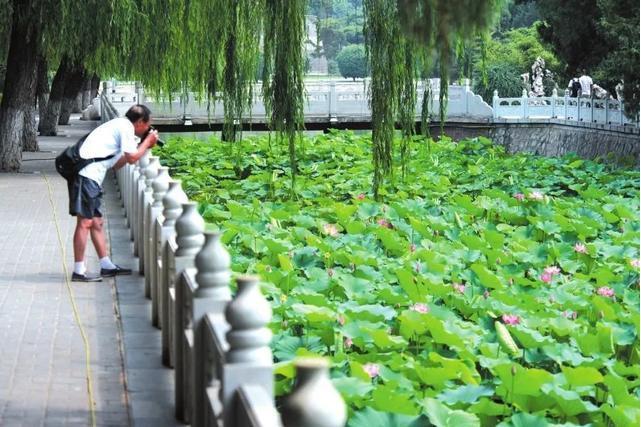 古蓮花池(河北邯鄲市叢台公園內古蓮池)