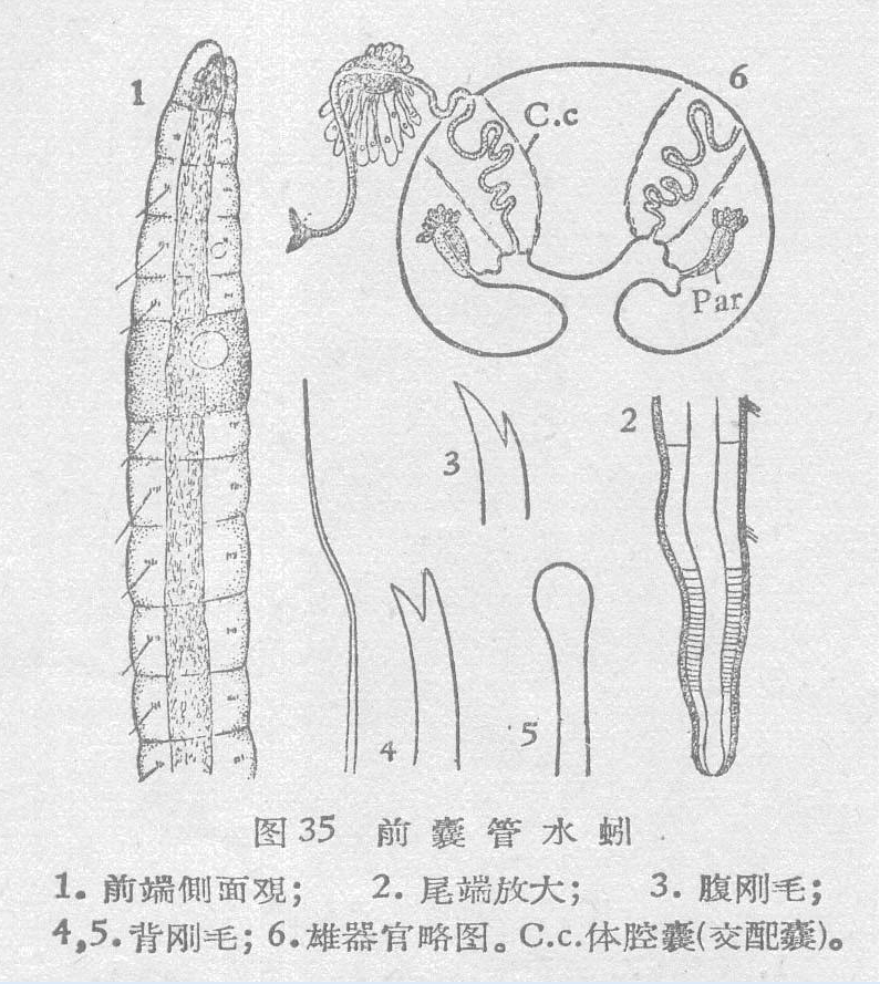 前囊管水蚓