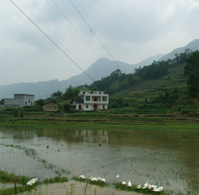 木橋村