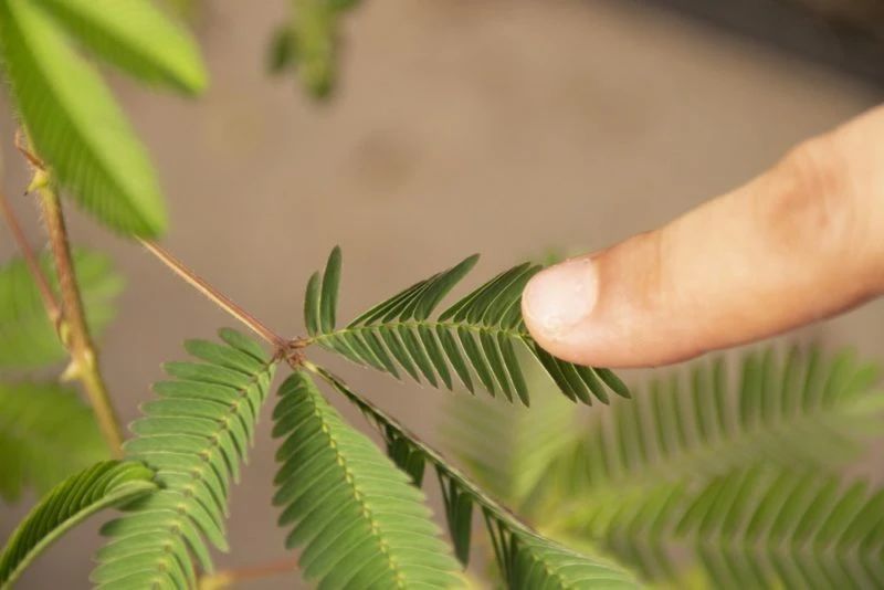 含羞草(怕醜草)