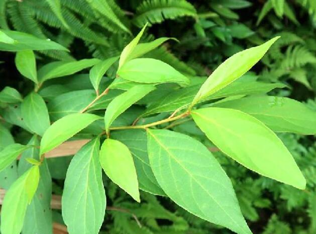 山橿(被子植物門雙子葉植物綱植物)