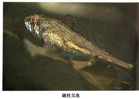 繸杜父魚