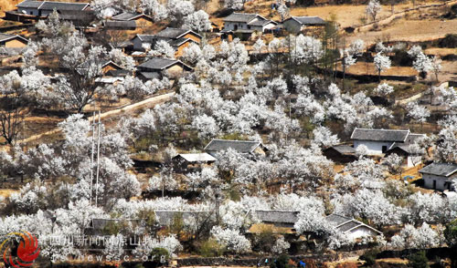 安哈彝寨梨花開