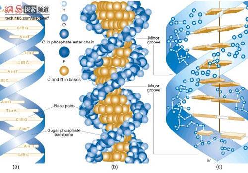 母體基因組