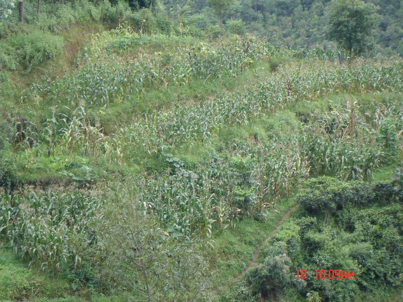 芹菜塘窩坦元自然村玉米種植地