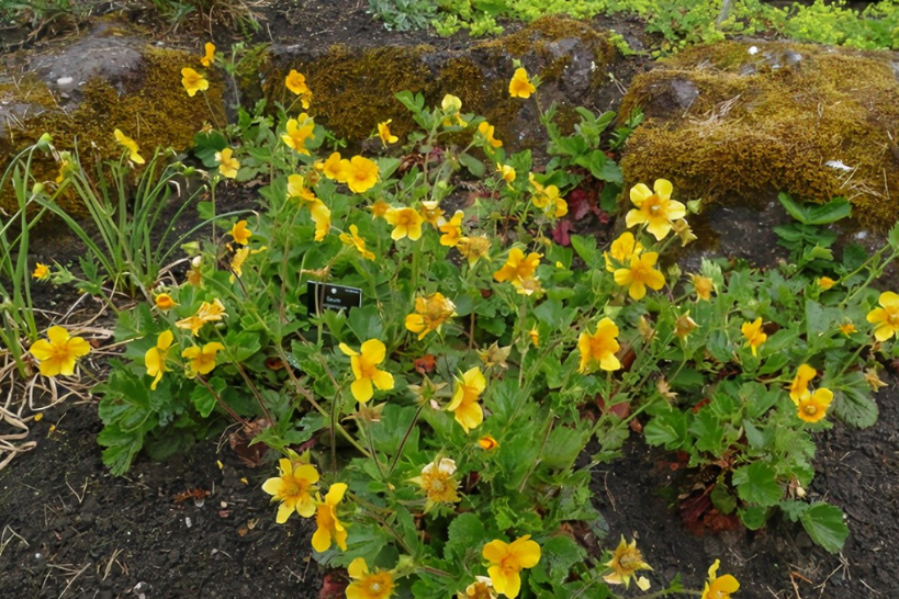 Geum \x27Sea Breeze\x27