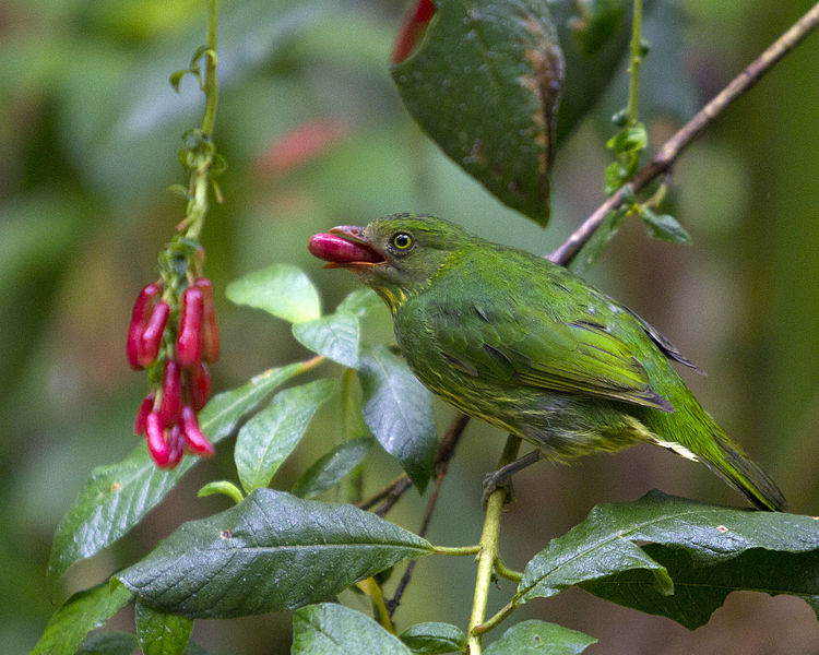 花臉食果傘鳥