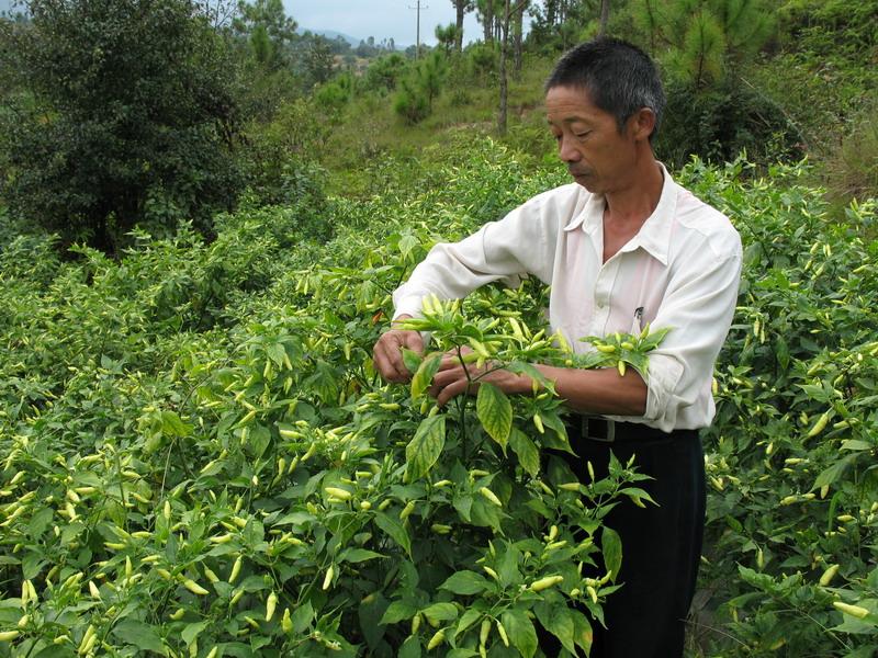 小米辣種植