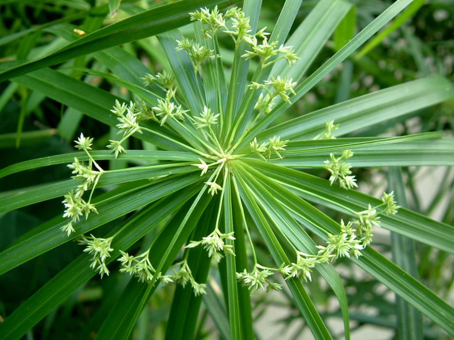 準喝爾苔草