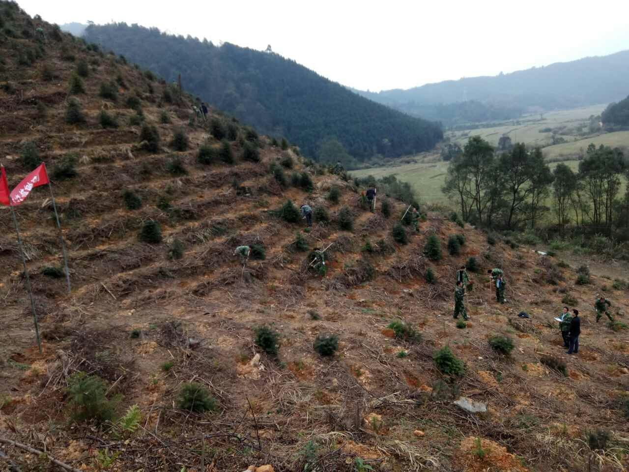 黎山林場