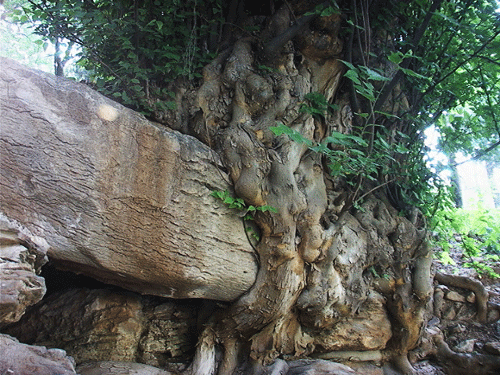 四基山風景