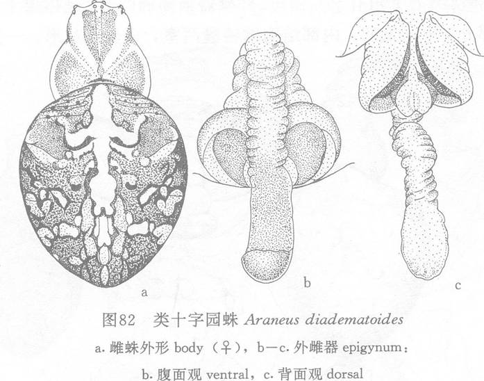 類十字園蛛