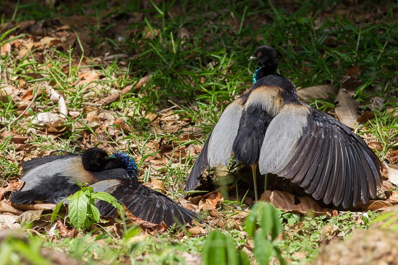 灰翅喇叭鳥