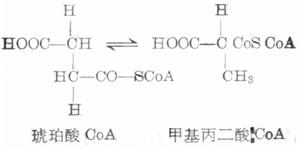 甲基丙二酸與琥珀酸的異構作用