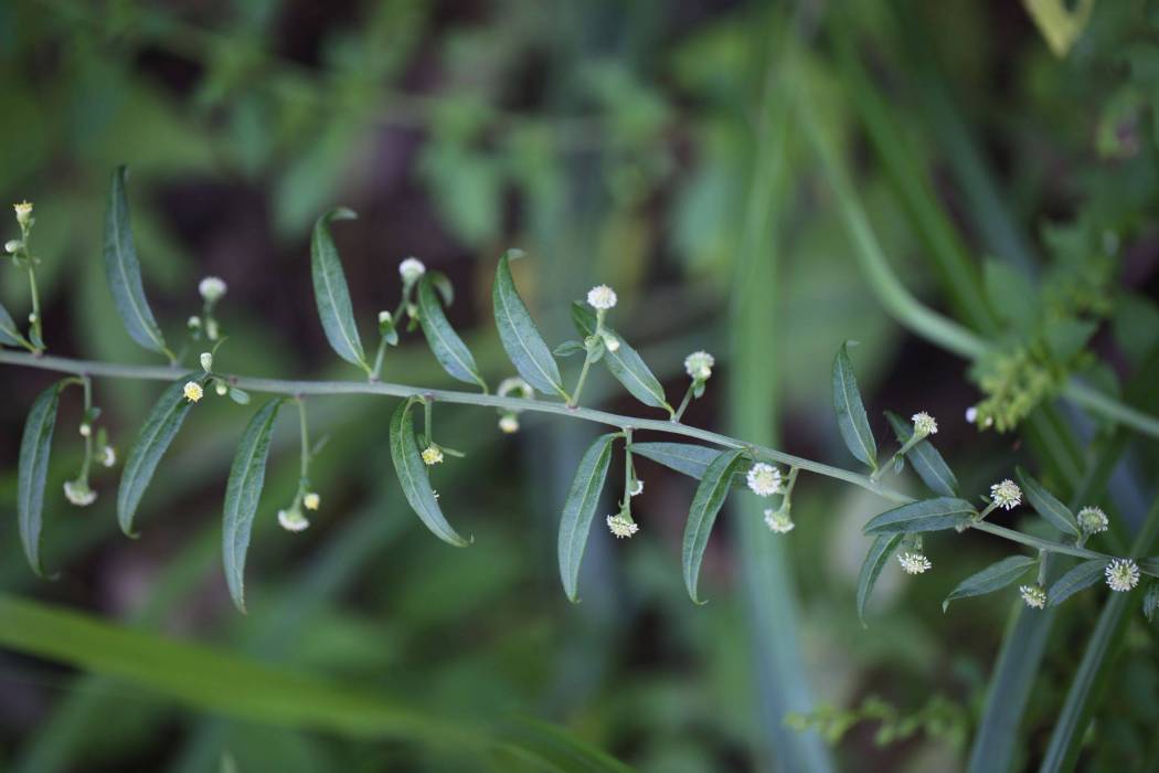 秋分草(菊科紫菀屬植物)