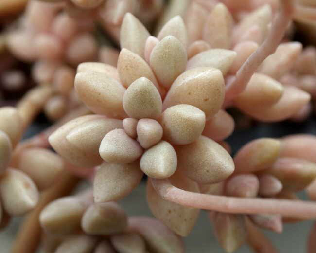 姬秋麗（Graptopetalum &#39;Mirinae&#39;）