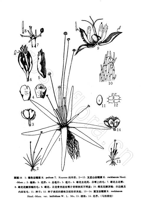 玉龍山谷精草（原變種）