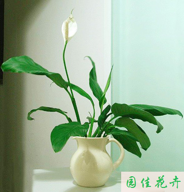 花卉租賃,租擺—白掌