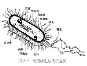 菌質體