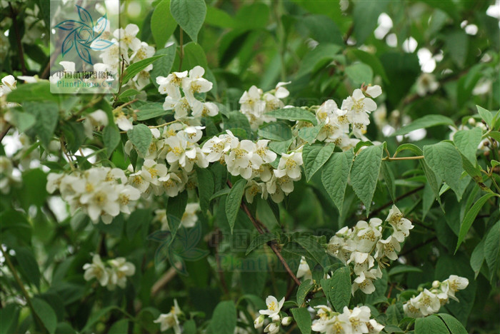 昆明山梅花