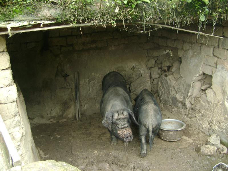 養殖業(豬)