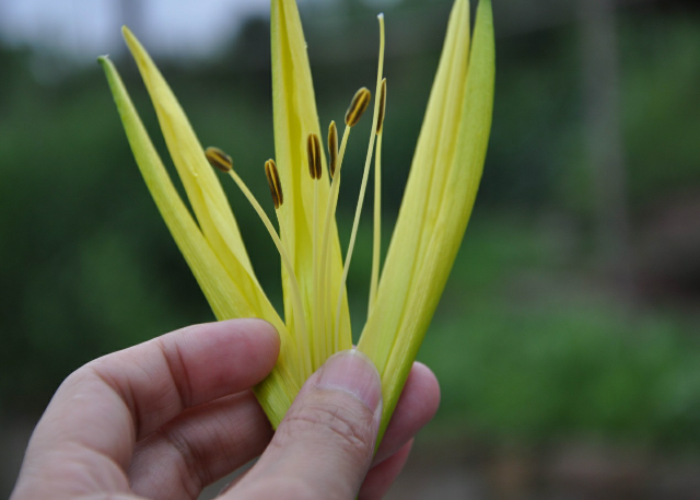 大羅黃花