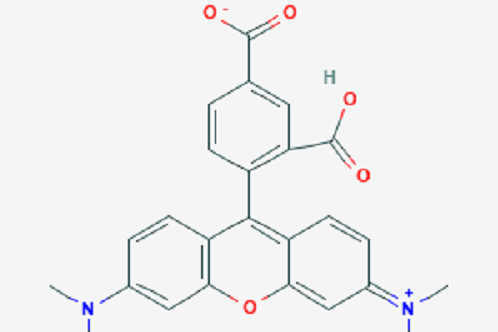5-羧基四甲基羅丹明