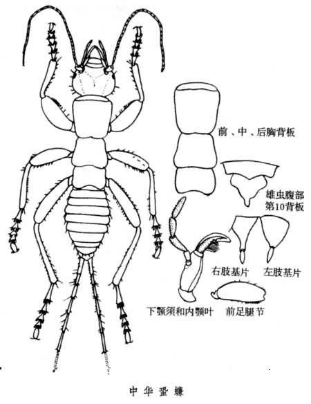 中華蛩蠊