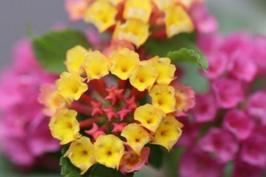 Lantana trifolia