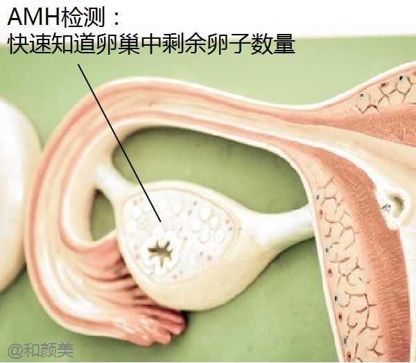 抗繆勒管激素(AMH（抗繆勒管激素英文簡稱）)