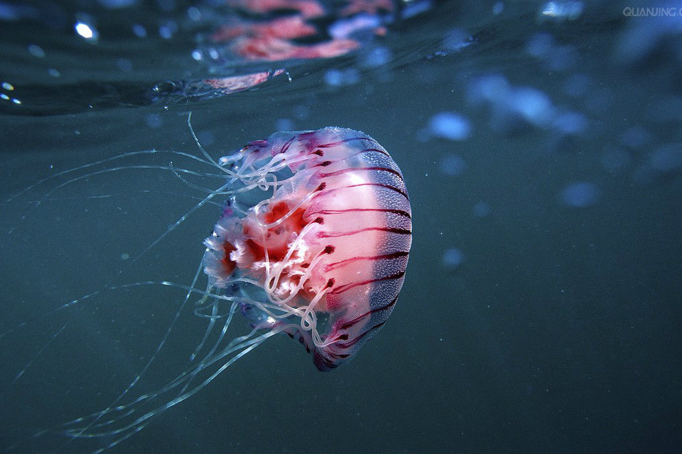 紫紋海刺水母