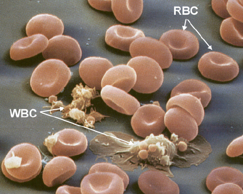 紅細胞（RBC)與白細胞（WBC)