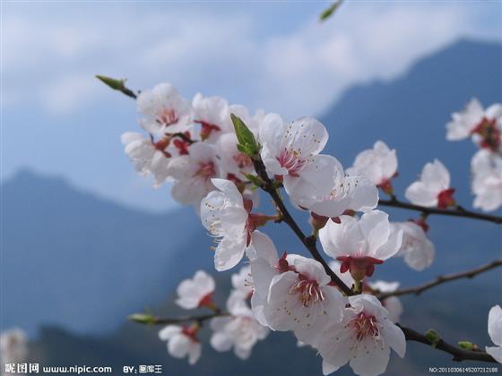 夭桃襛李