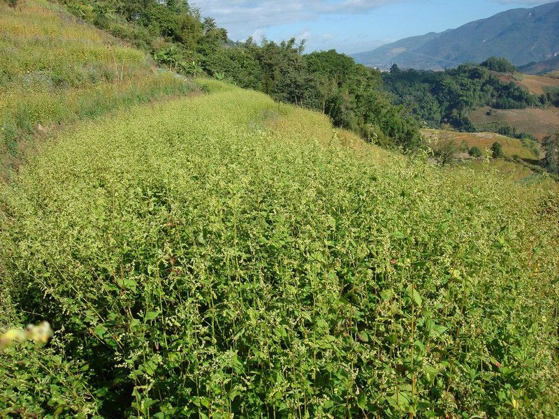 代格拉村