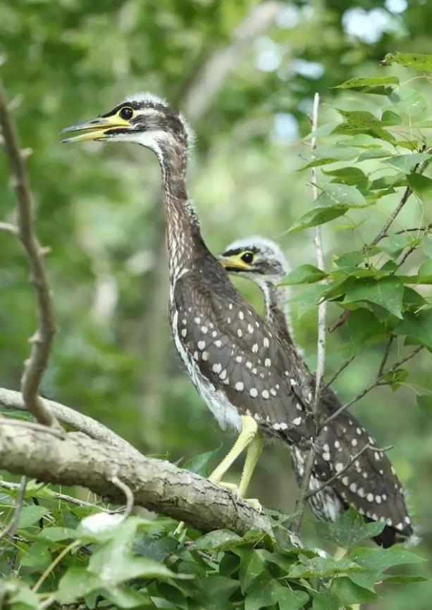 海南鳽(海南虎斑鳽)