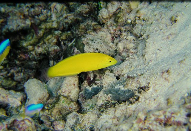 黃身海豬魚