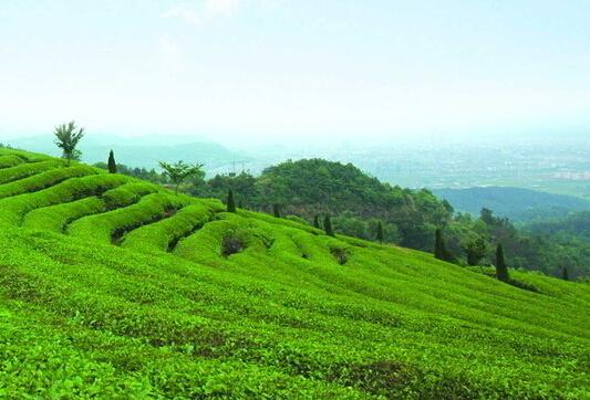 雲龍茶