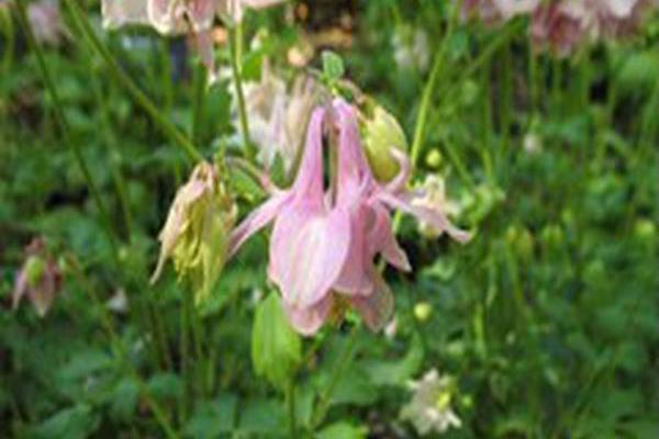 Aquilegia (Biedermeier Group)