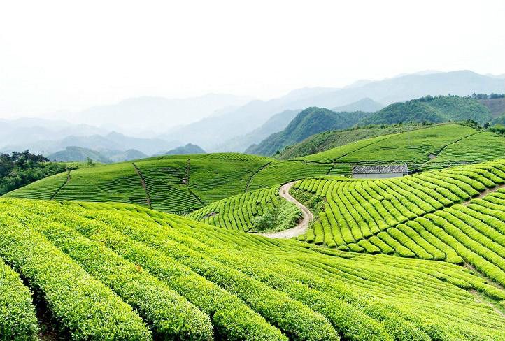 大嵐雲霧茶